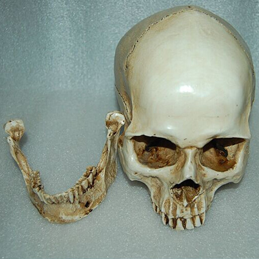 Human Skull Replica 1:1 Head Skeleton Sturdy Resin Model Anatomy Teaching Supply