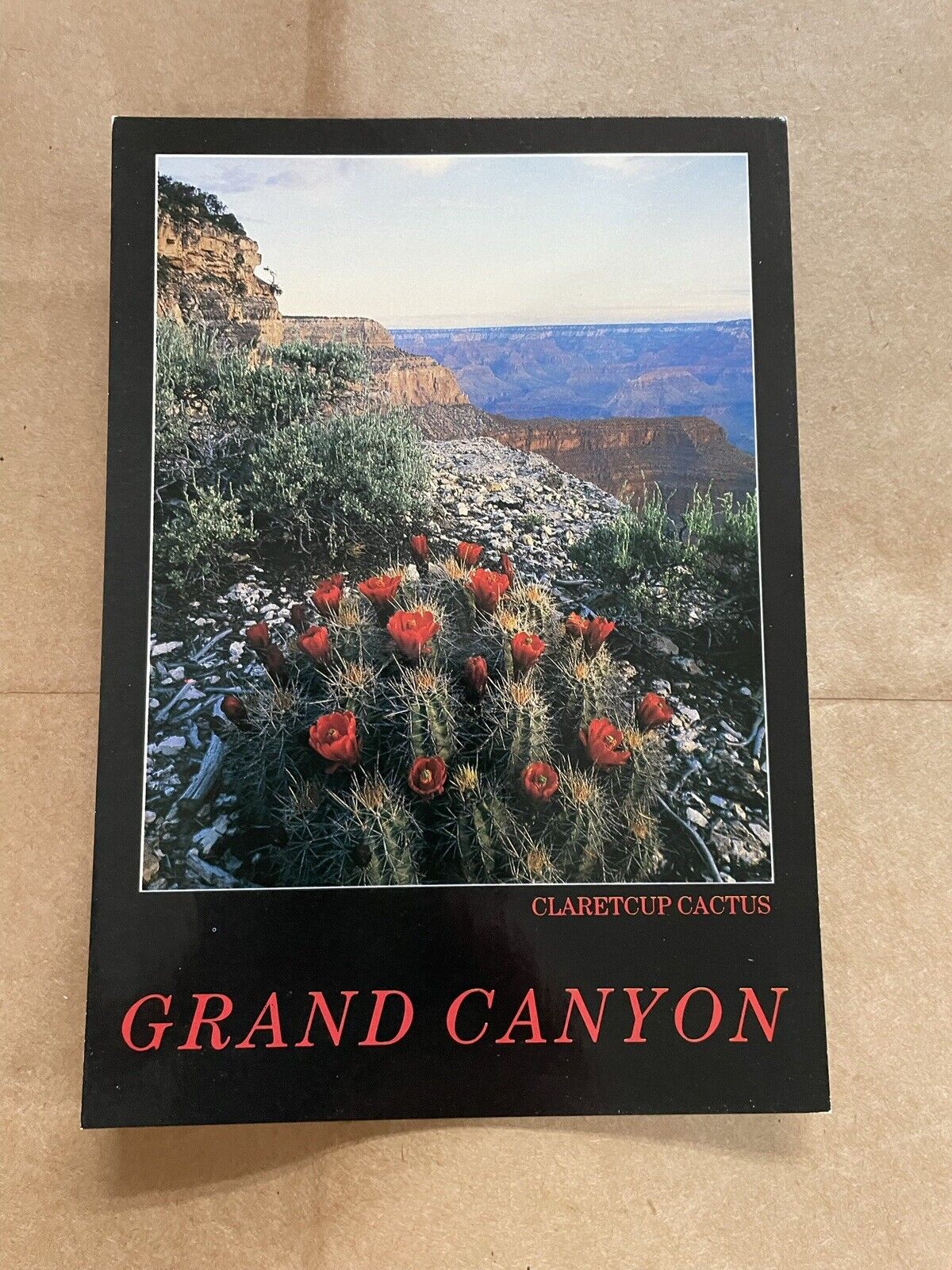 Claret Cup Cactus Grand Canyon National Park Arizona Vintage Unposted Postcard