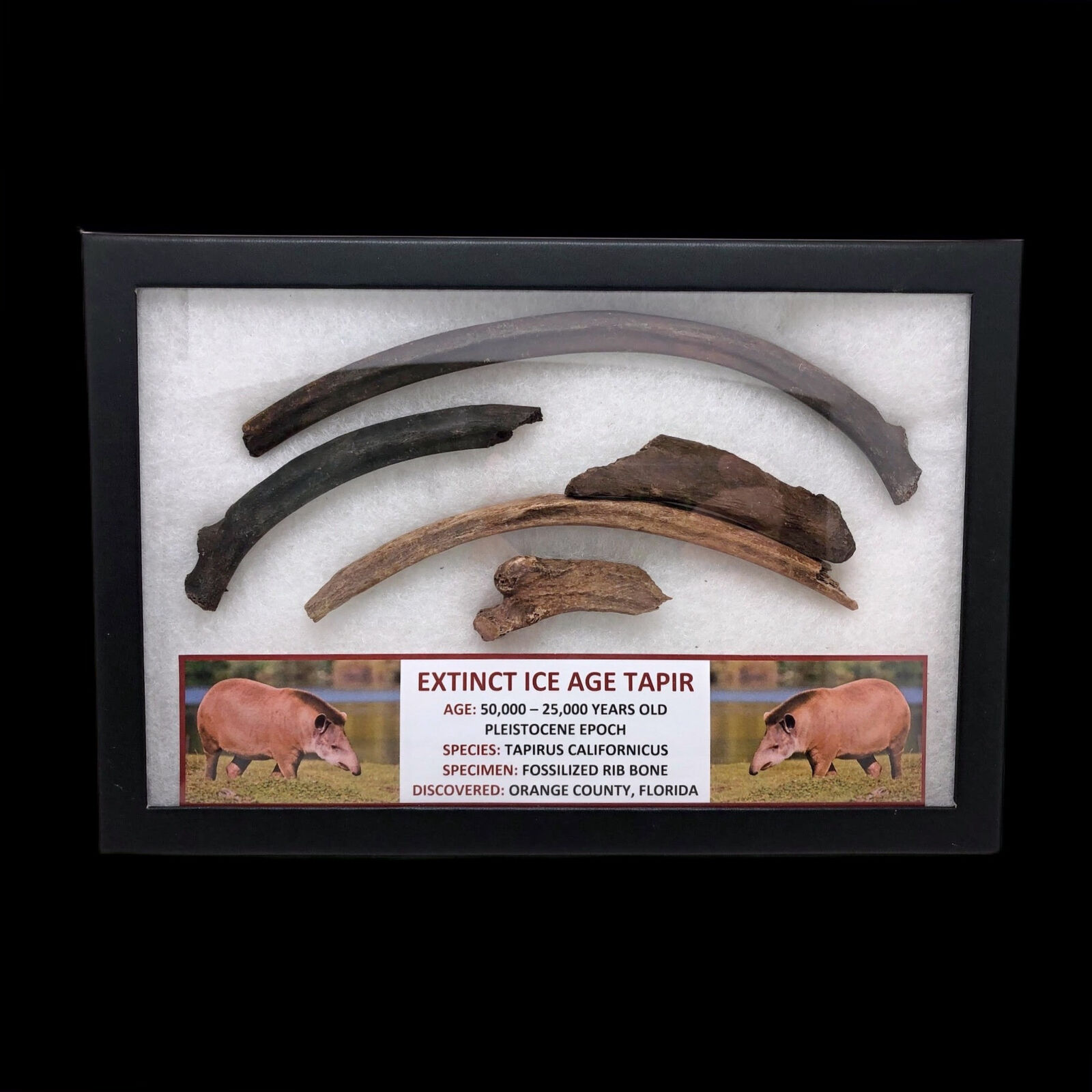 Extinct Ice Age Tapir - Fossil Display