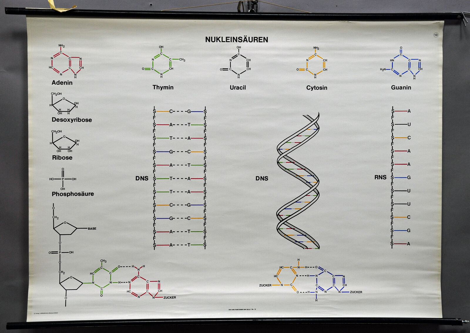 vintage picture poster wall chart nucleic acids biology DNA RNA genetics