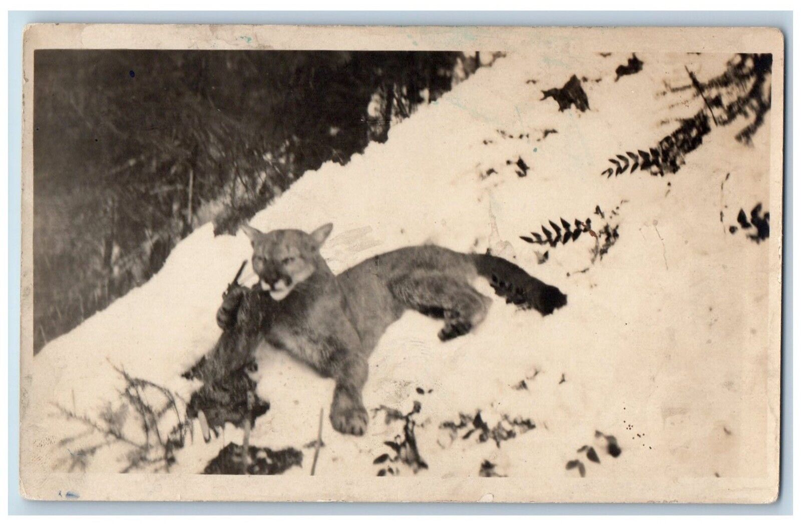 Wild Animal Postcard RPPC Photo Cougar Scene In Winter c1910's Unposted Antique