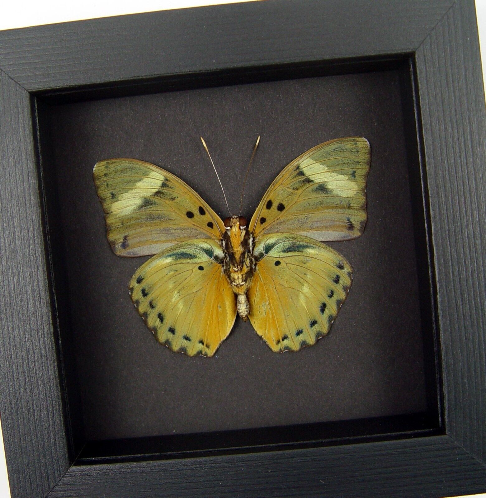 Euphaedra ceres ceres Forester Real Framed Butterfly Moonlight Display