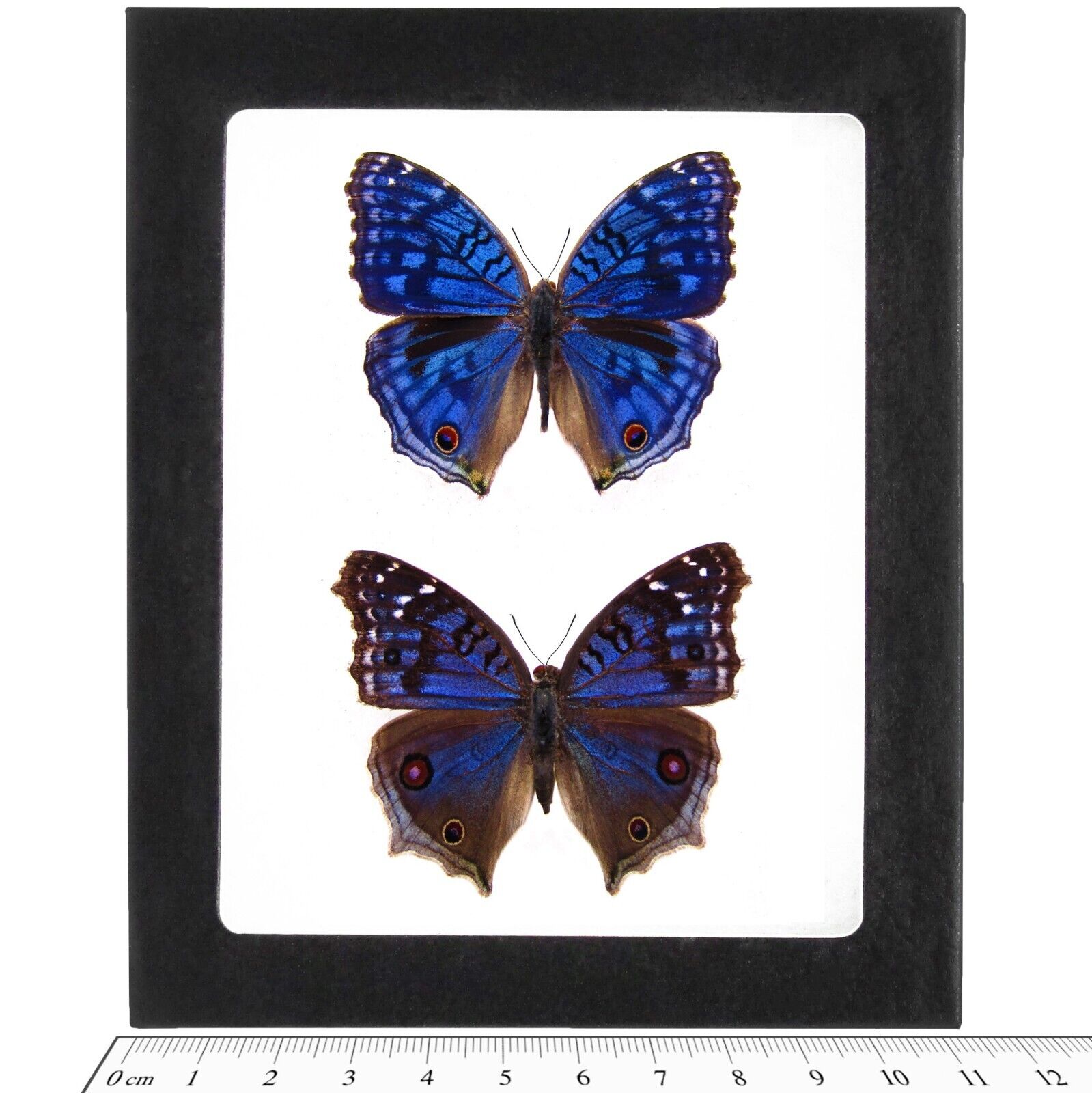 Precis rhadama PAIR male female blue butterfly Madagascar FRAMED