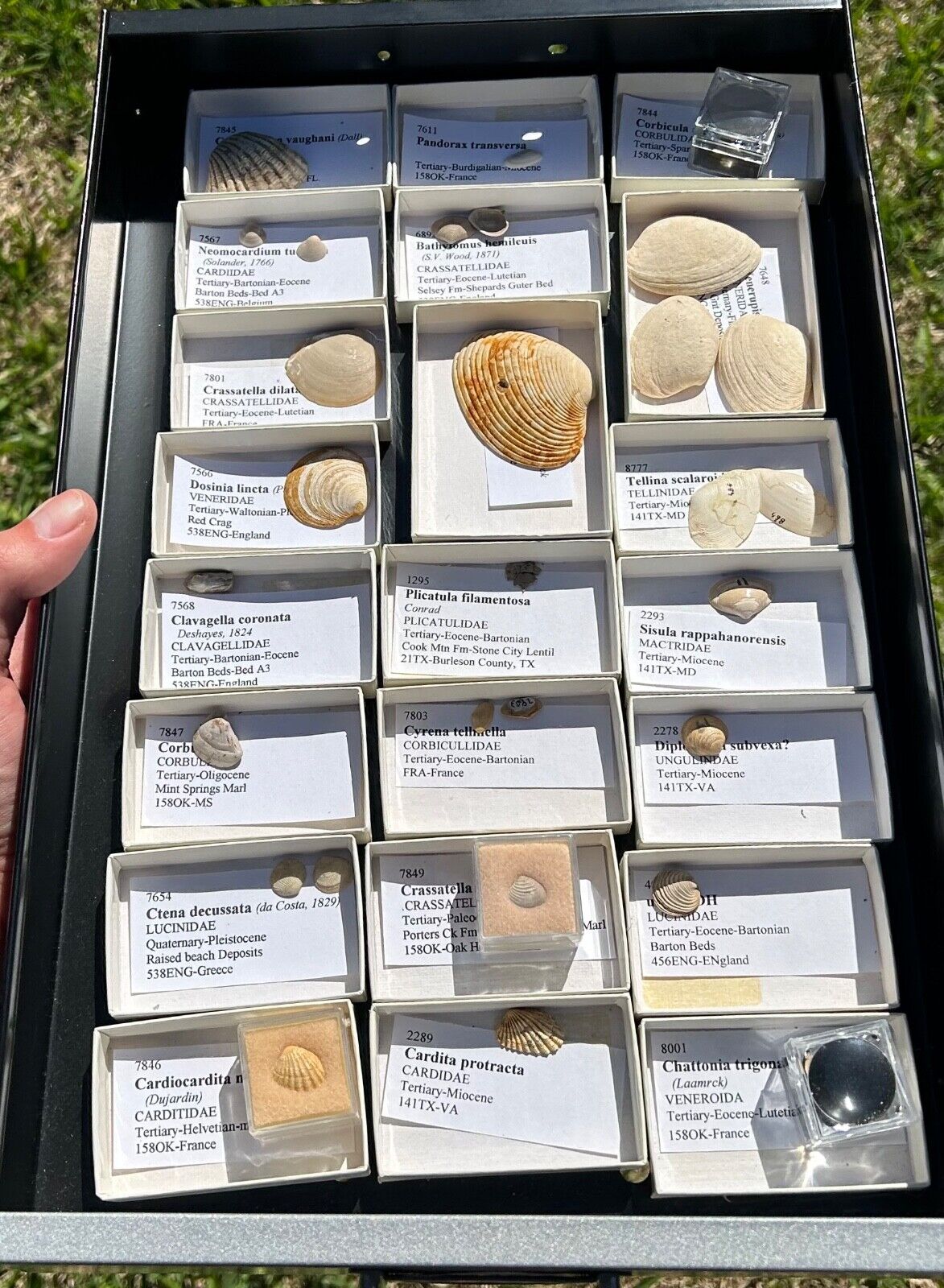 HUGE Fossil Bivalves Collection Labeled Many Species France England etc
