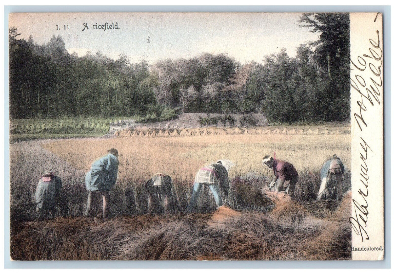 Japan Postcard View of Farmers Working in a Ricefield 1906 Posted Antique