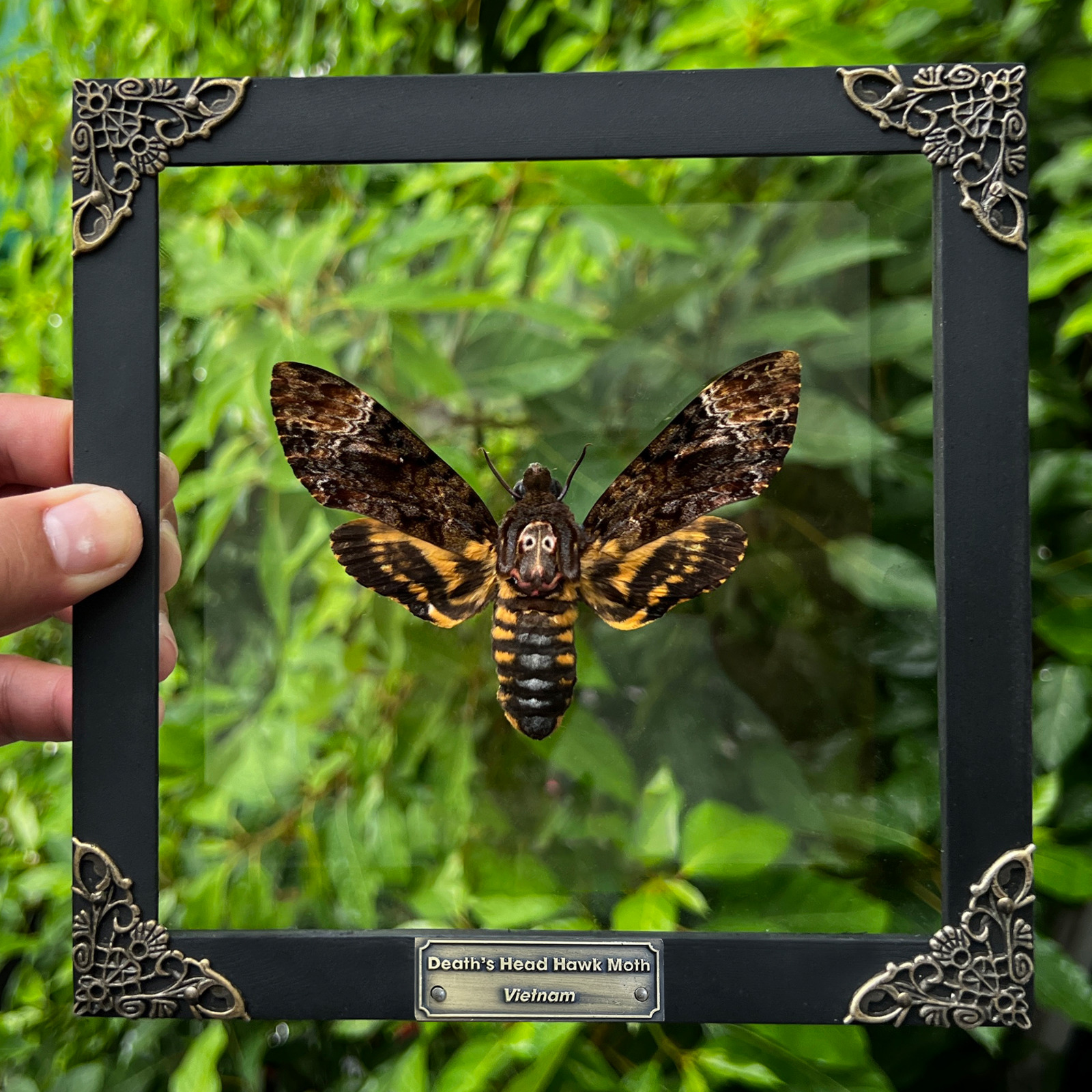 Real Death Head Moth Taxidermy Framed Entomology Bugs Collections Gothic Decor