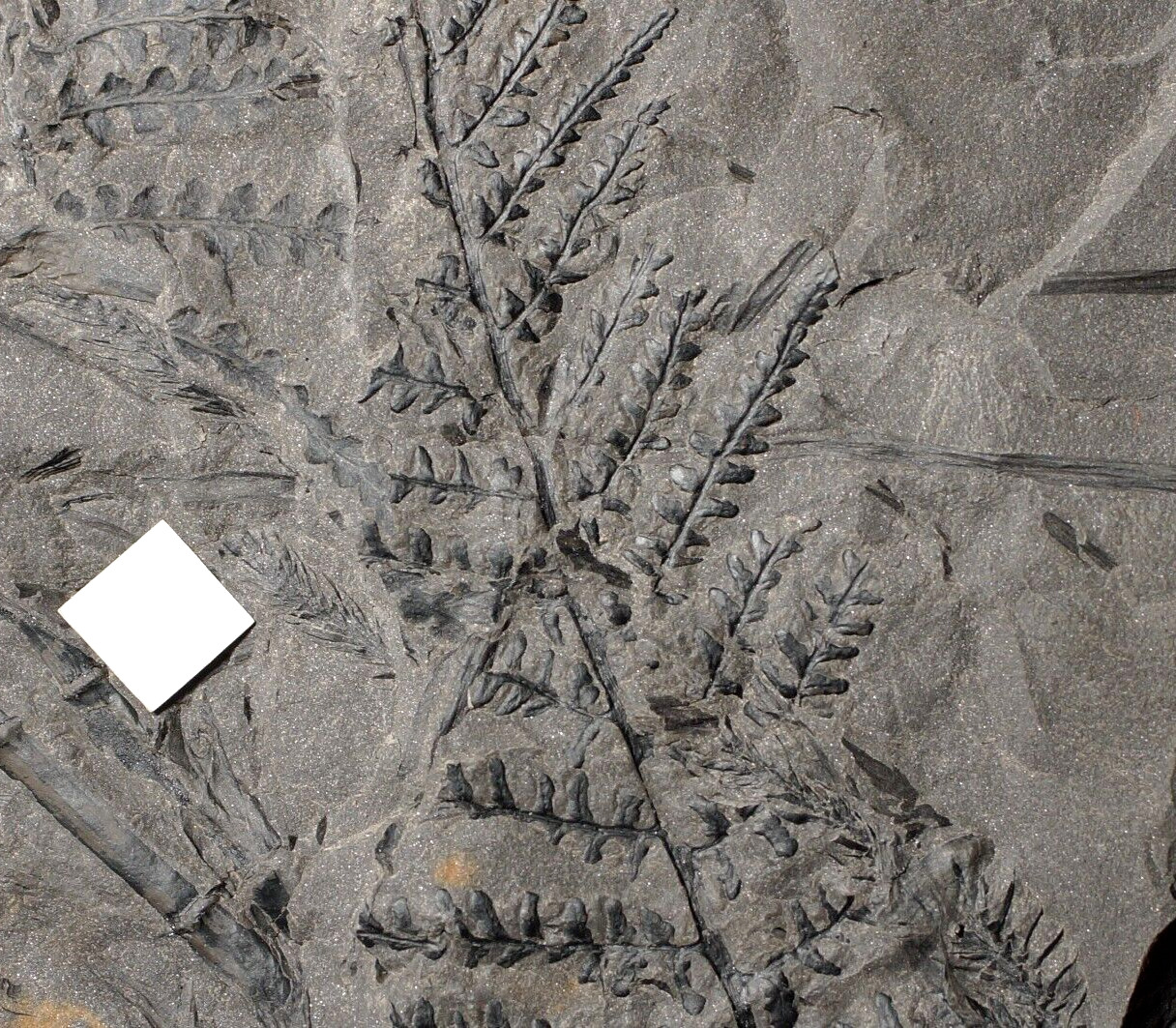 Museum quality rare Carboniferous plant fossil fern Sphenopteris pecopteroides