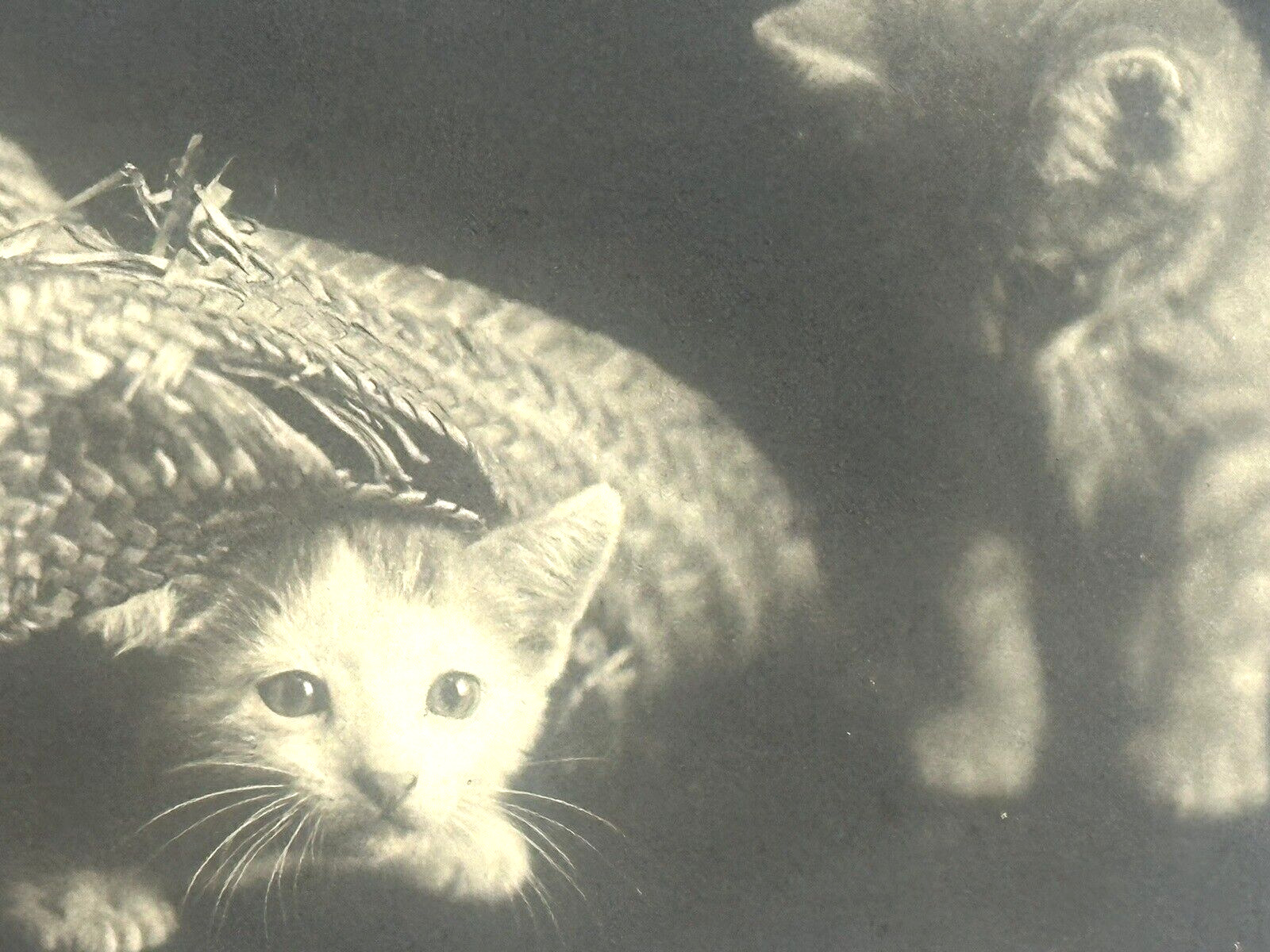 Cat Postcard Real Photo RPPC Rotograph Co Kitten Under Straw Hat Peek a Boo udb