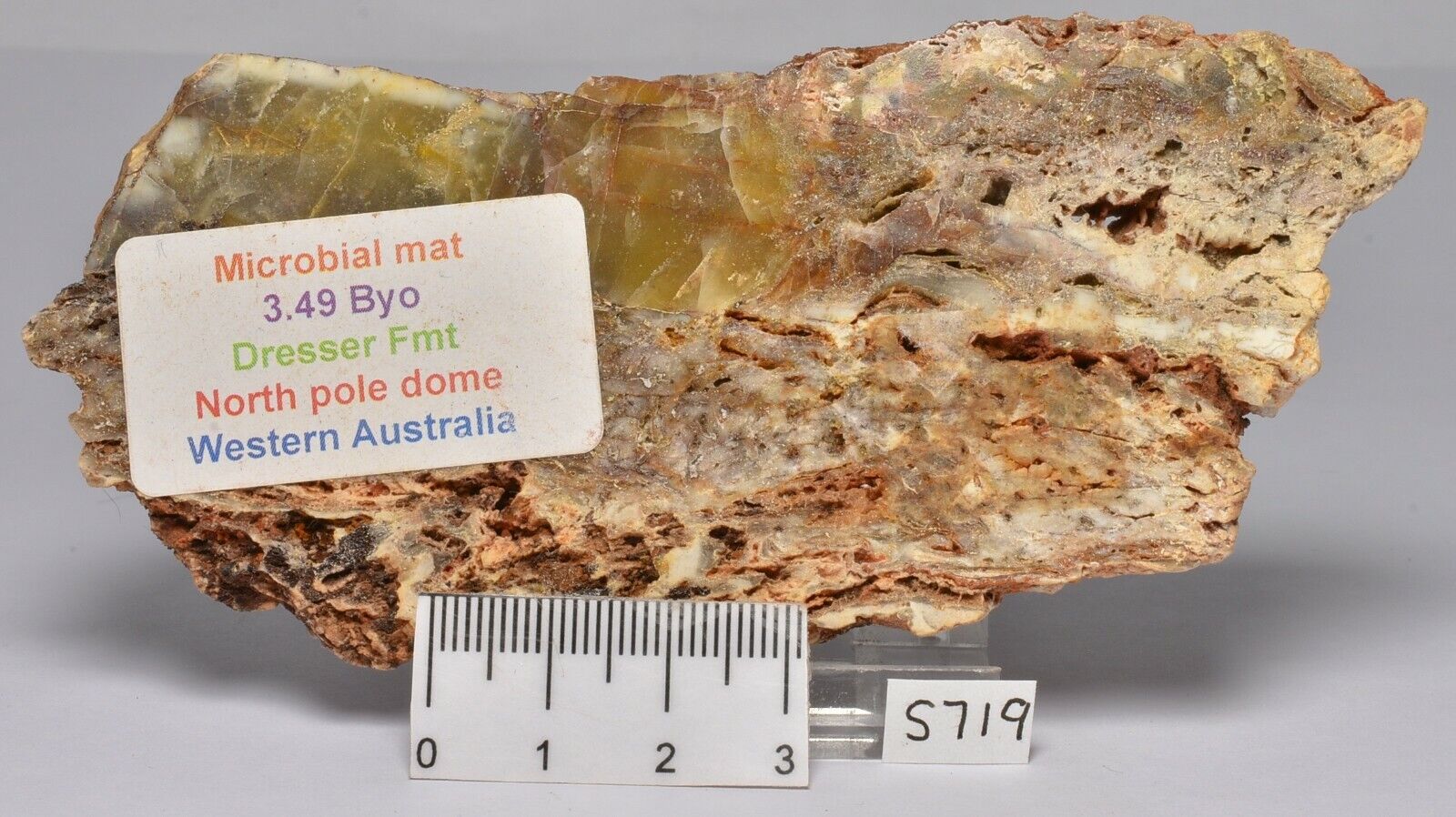 MICROBIAL MAT, Dresser Fmt, Stromatolite, North Pole Dome 85 grams S719