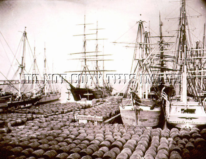 ANTIQUE REPRINT 8X10 PHOTOGRAPH > WHALING SHIPS AT PORT BARRELS SPERM WHALE OIL