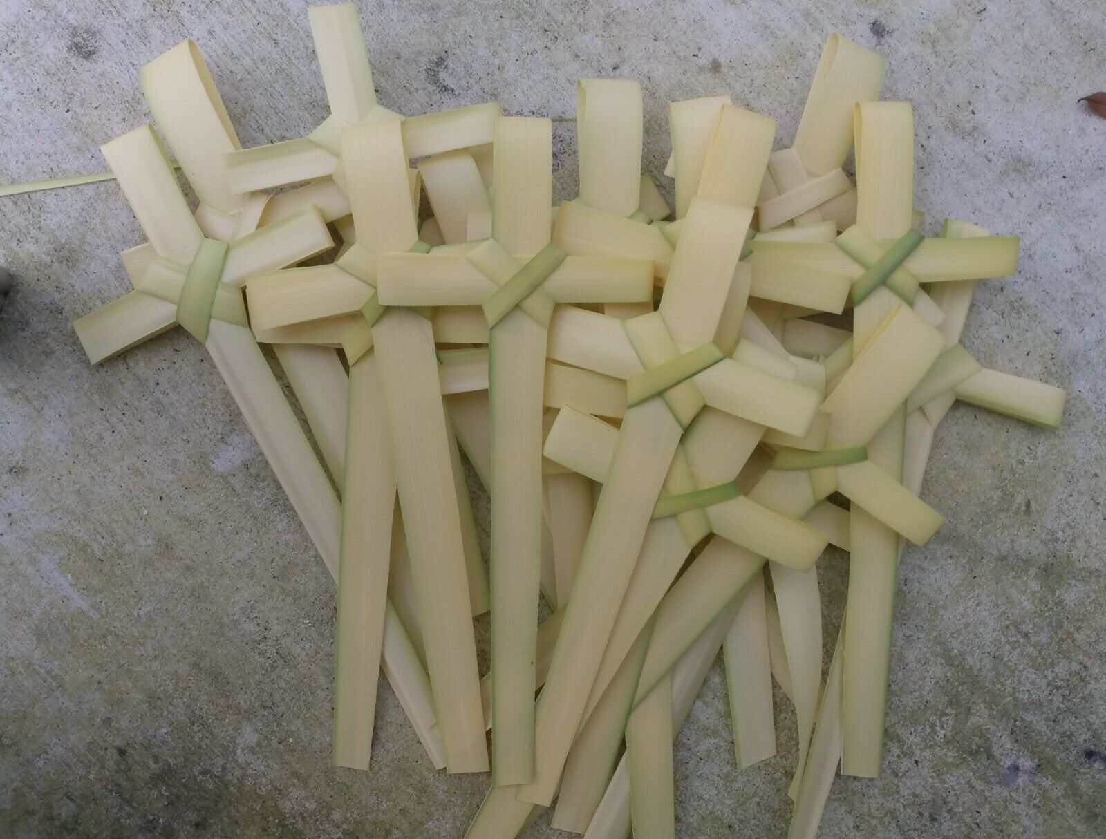 DON'T WAIT ORDER NOW  250 sm FRESH Palm Bud Crosses MADE IN FLORIDA  3day ship