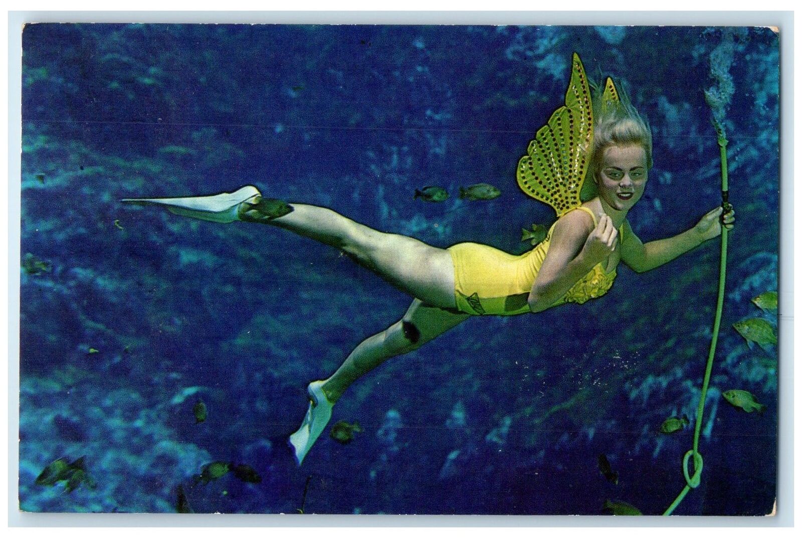 c1950's Florida's Weeki Wachee Spring Live Mermaids Underwater Show FL Postcard