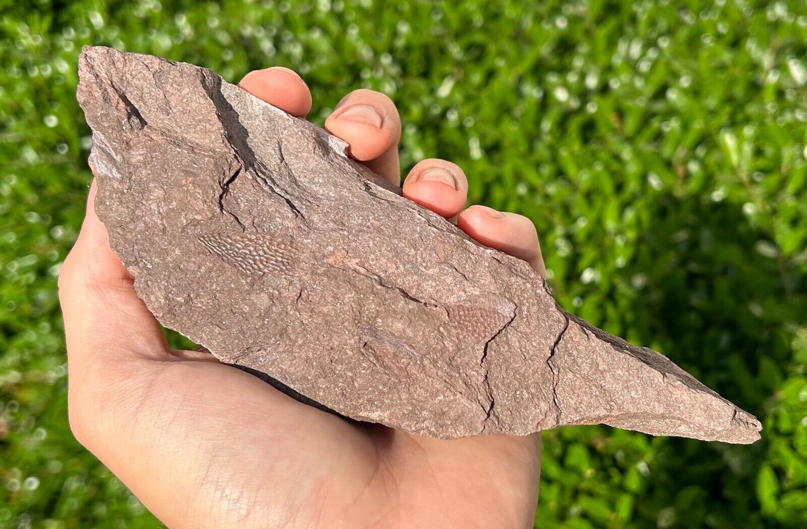Rare Devonian Fossil Fish Placoderm Armor in Matrix Pennsylvania Red Hill