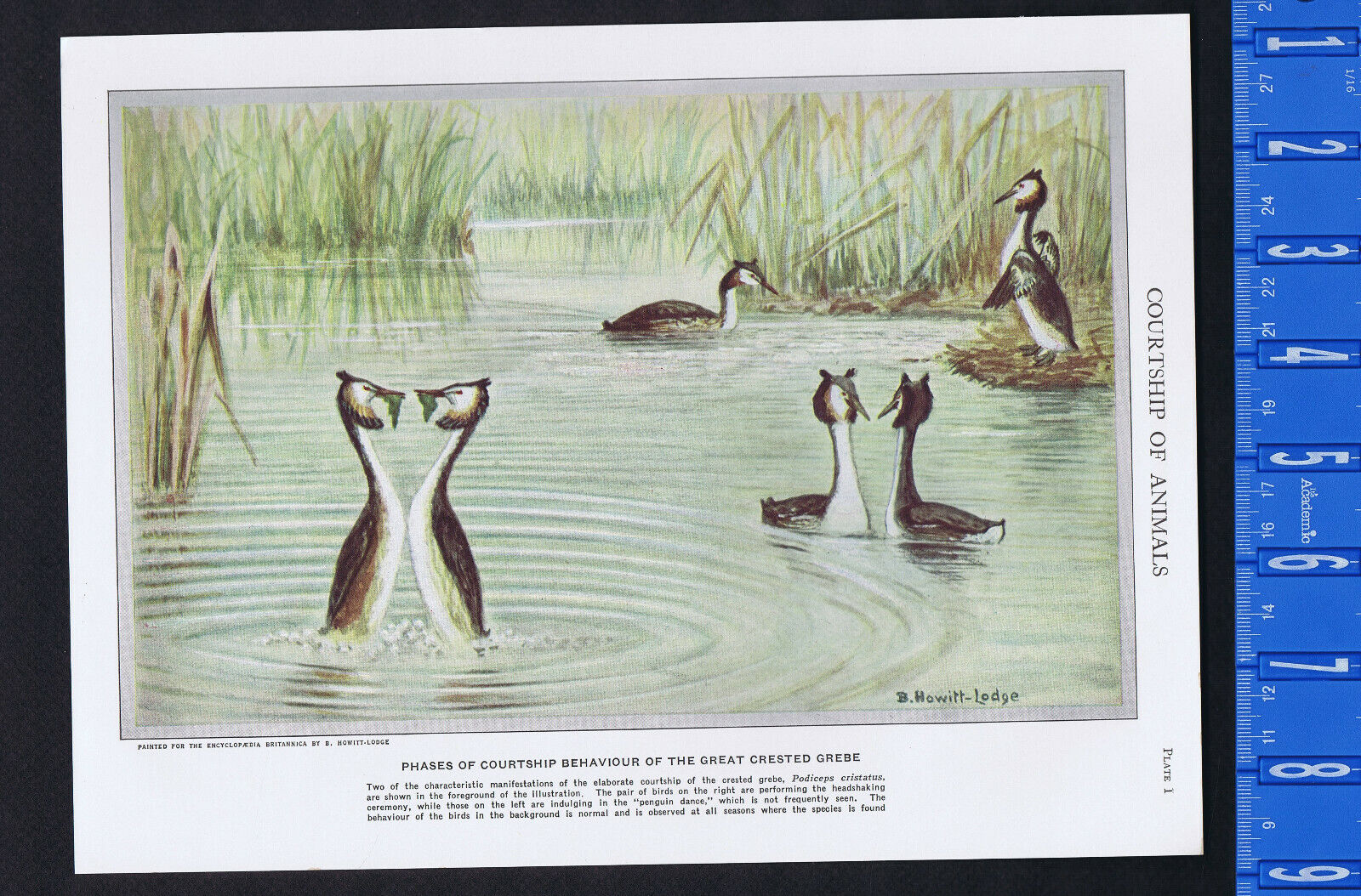 Animal Courtship Behavior - Great Crested Grebes Courting - 1950s Print 