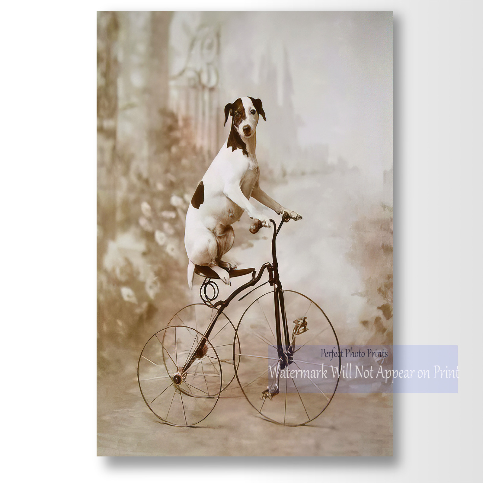 Antique Studio Photo of Whimsical Dog on Tricycle Vintage Photo Print