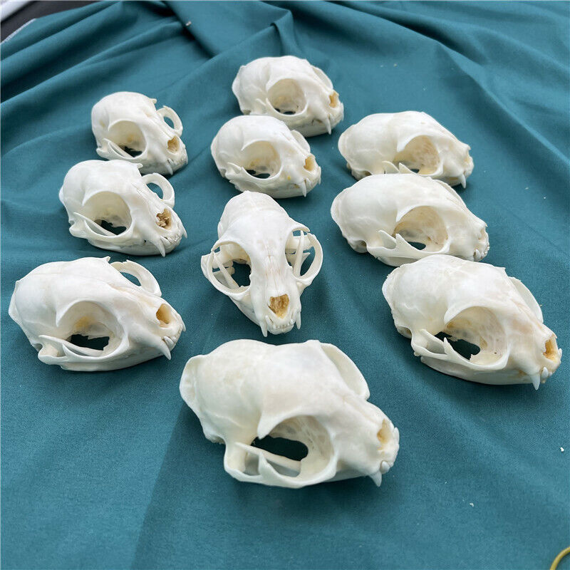  10 pcs real animal skull, specimen, collectible