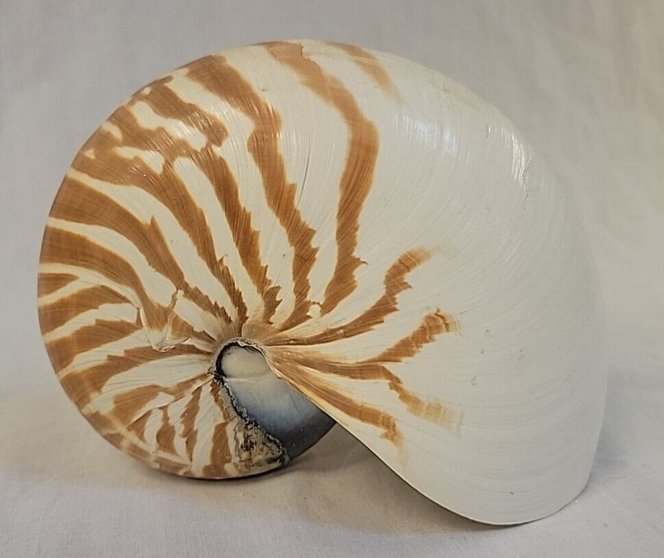 Natural Chambered Nautilus Tiger Striped Sea Shell 6”
