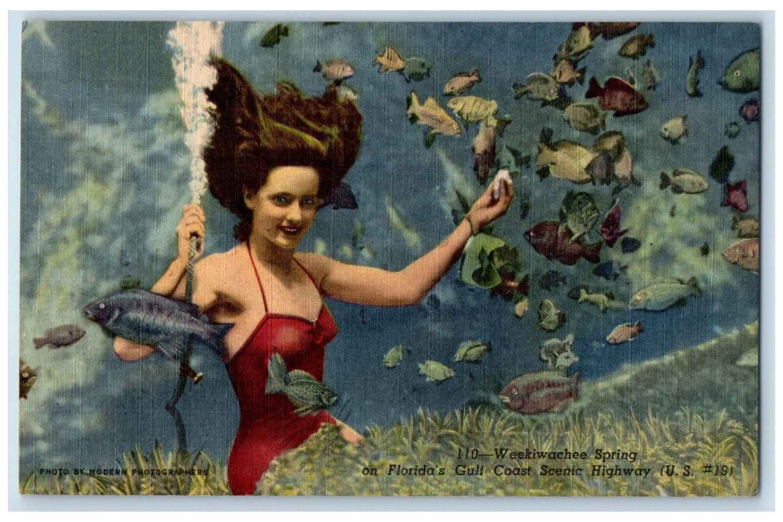 c1950's Scene of Fishes at Weekiwachee Spring Underwater Theatre FL Postcard