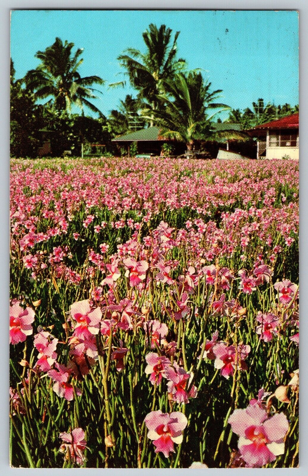 Hawaii - Vanda Orchids - Vanda \