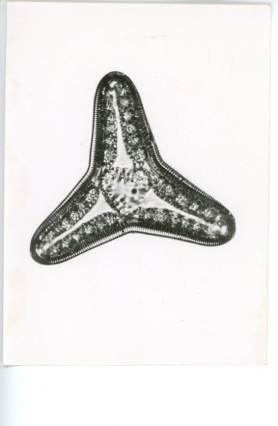 Vintage Triceratium Nitescens Silver Print Diatom, Les Bacillariophyta (Diatom
