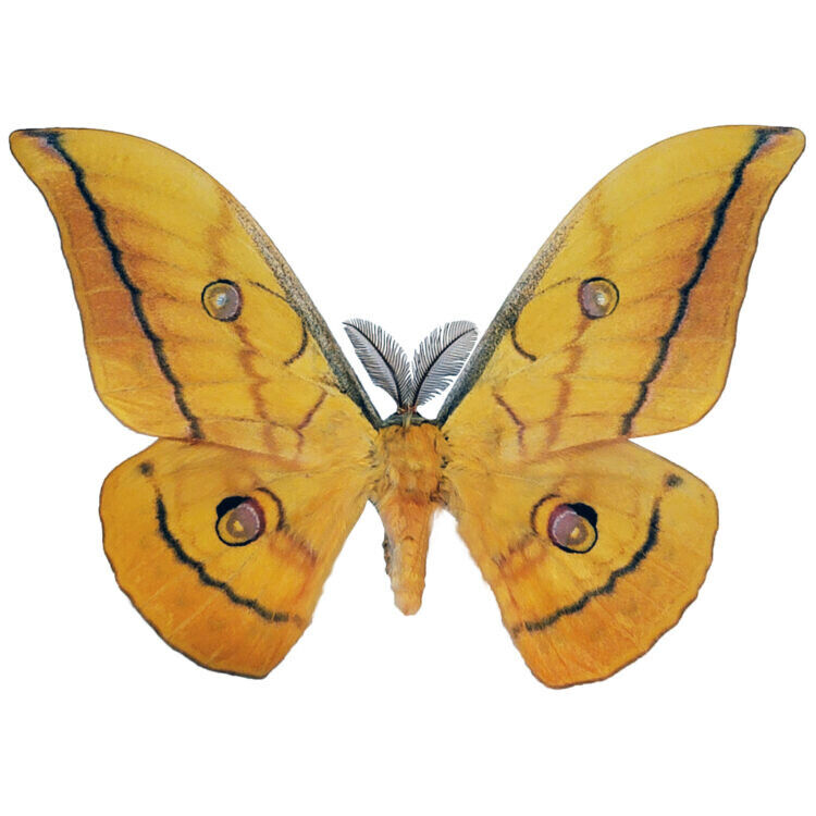 Antheraea mylitta yellow saturn moth Indonesia WINGS CLOSED/UNMOUNTED