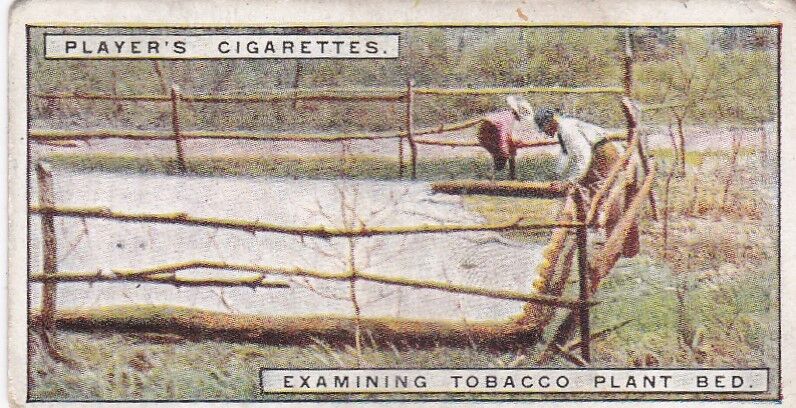 VTG TOBACCO CARD JOHN PLAYER CIGARETTES PLANTATION TO SMOKER #2 - PLANT BED