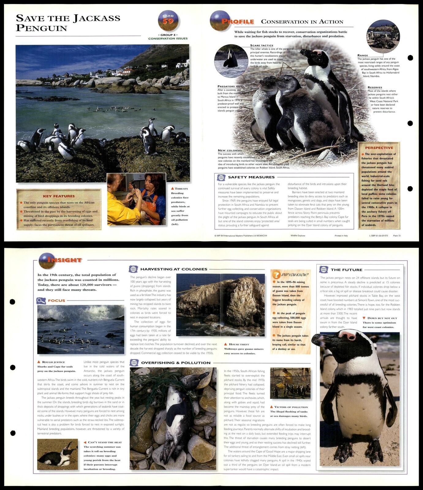Save The Jackass Penguin #59 Conservation - Wildlife Explorer Fold-Out Card