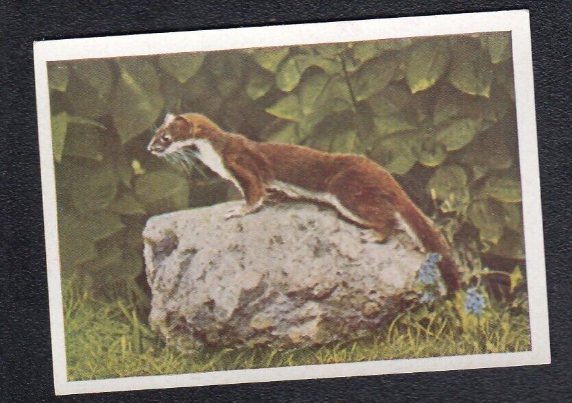 Vintage 1932 Unusual Animal Trade Card of a Weasel