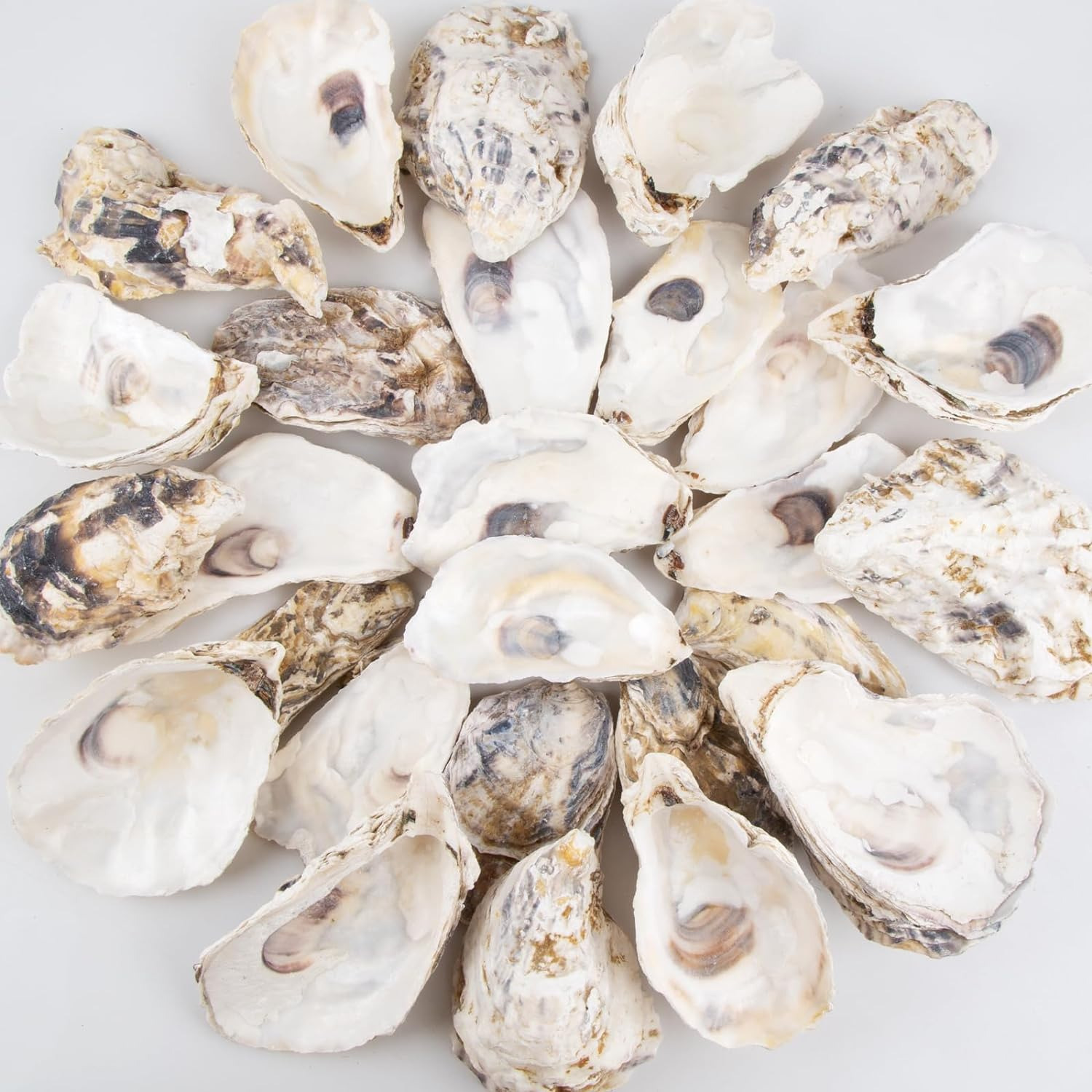 Oyster Shells 4\