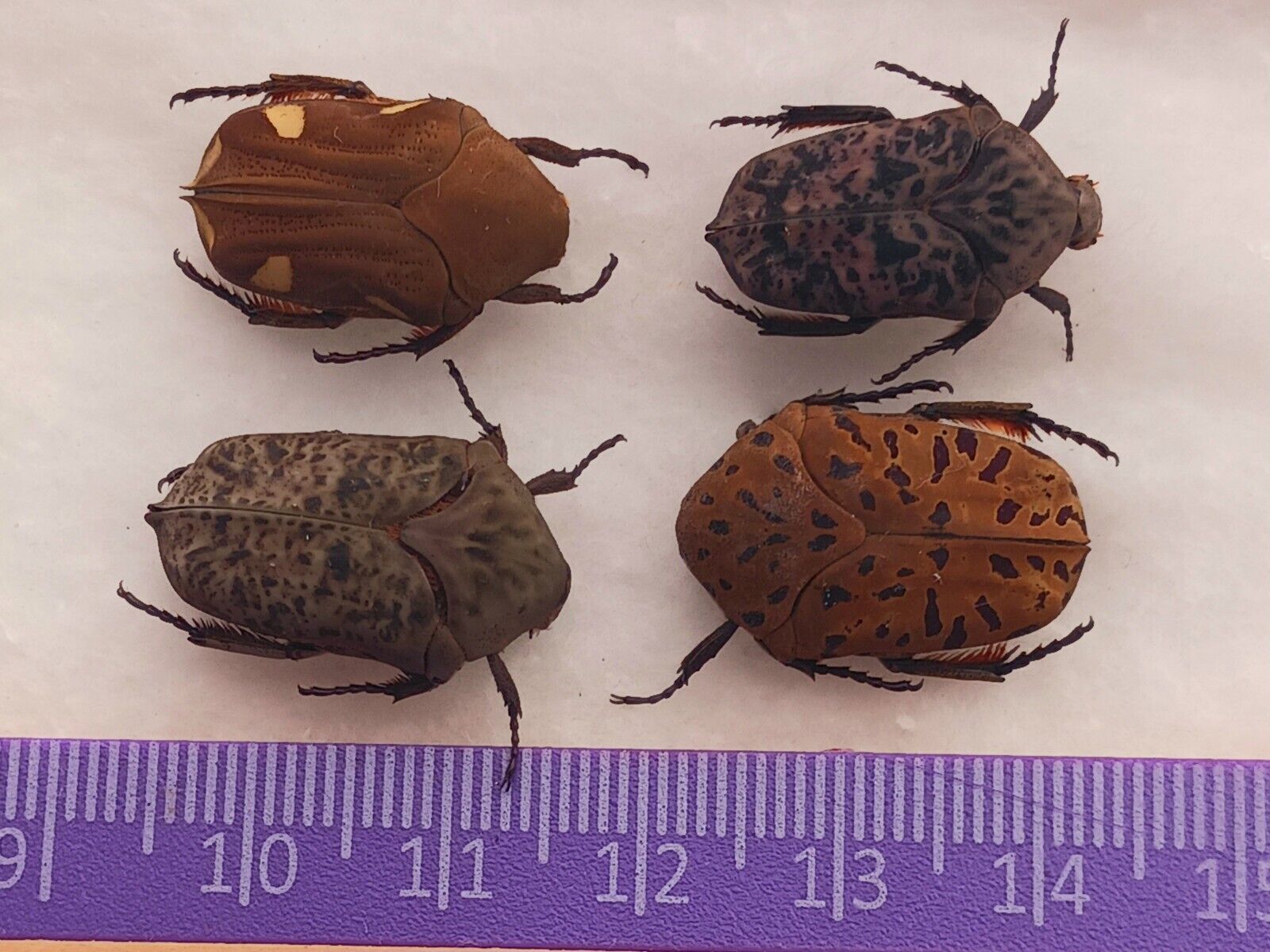 COLEOPTERA CETONIIDAE MIXT SP LOT OF 4 AMAZING COLORS 20-21mm FROM ATALAYA-PERU 