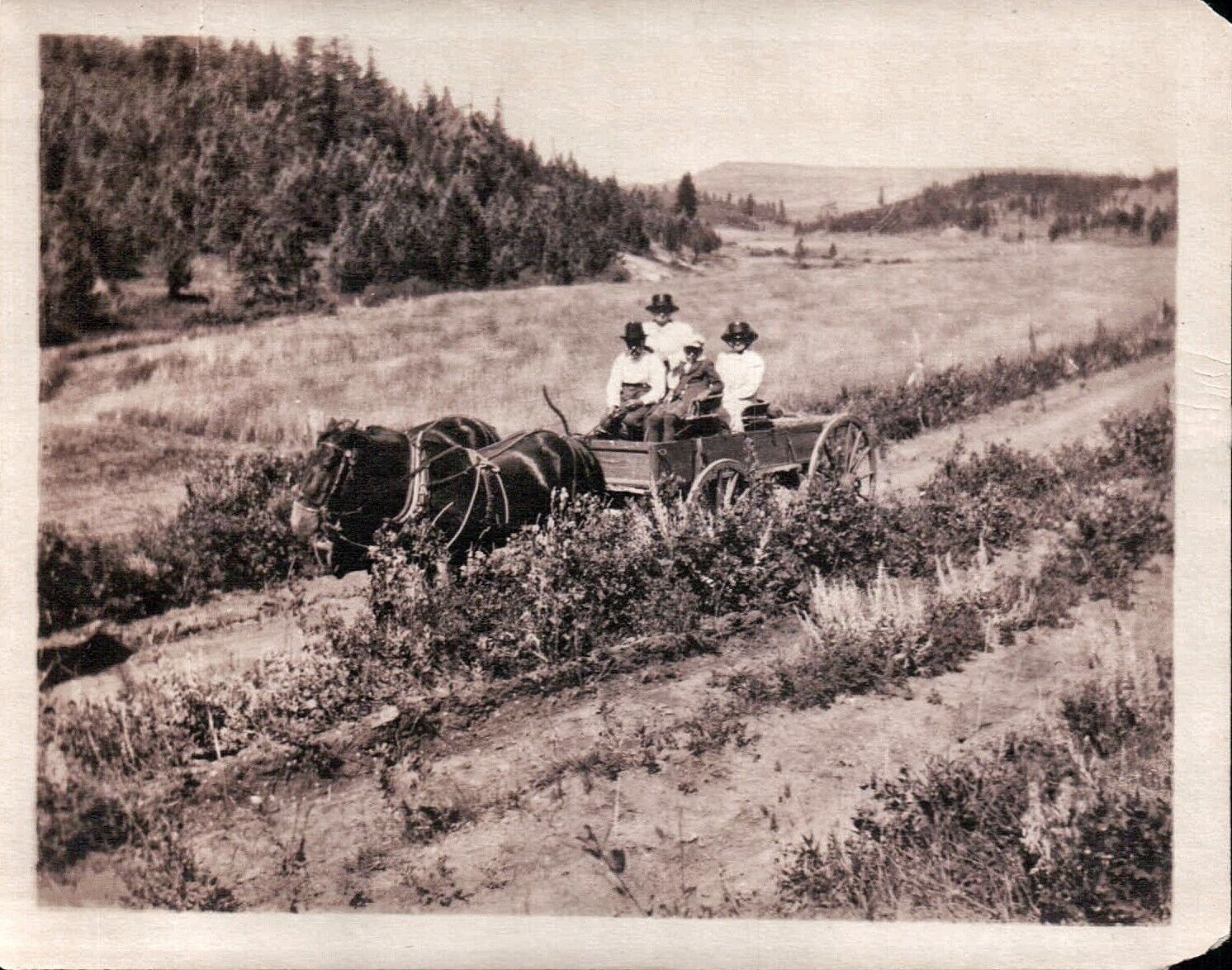 Vintage 1905 Old Photo of Family Traveling in Horses & Buggy Dirt Path Forest