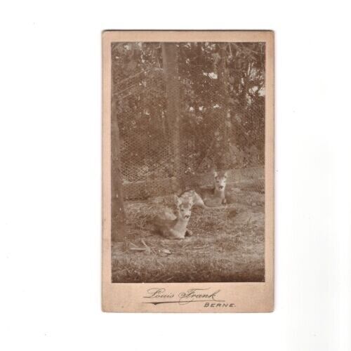 Antique Carte De Visite Card Deer Fawns Louis Frank Berne Photograph Atelier