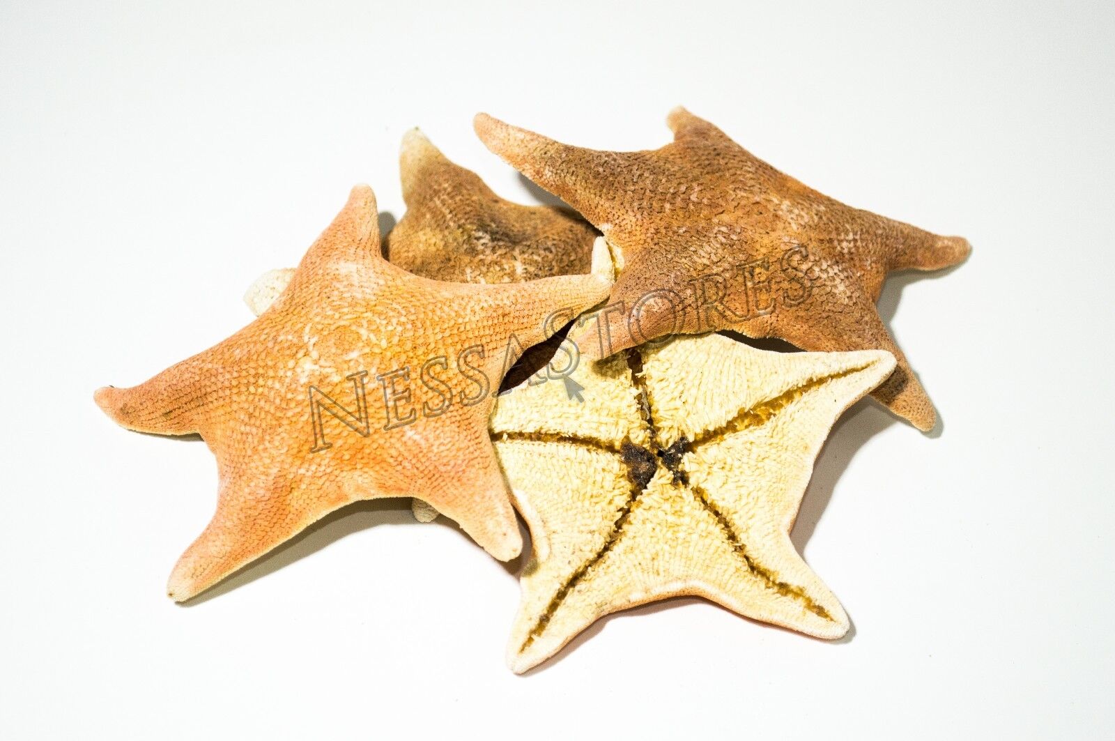 NessaStores Bat Starfish Sea Shell Beach Wedding Real Craft 3