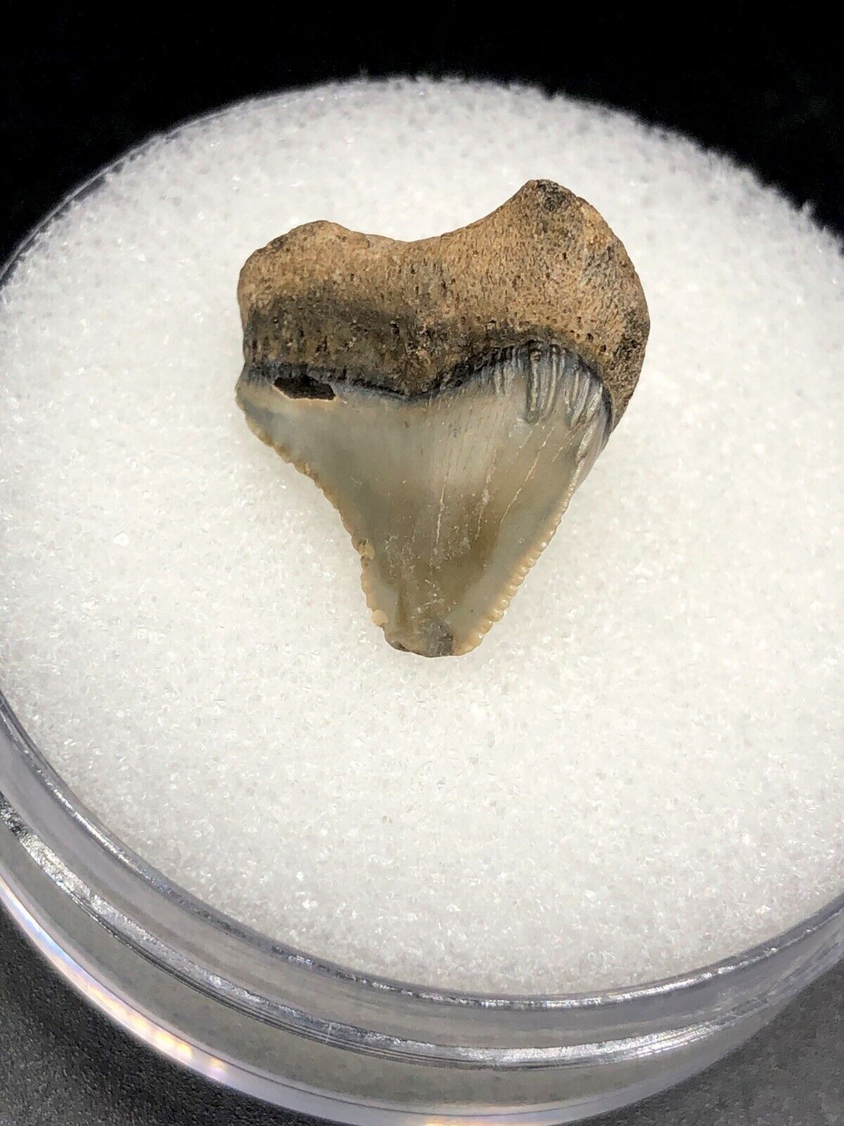 Pathological Venice FL Posterior Megalodon Shark Tooth Fossil Sharks Ocean Gem