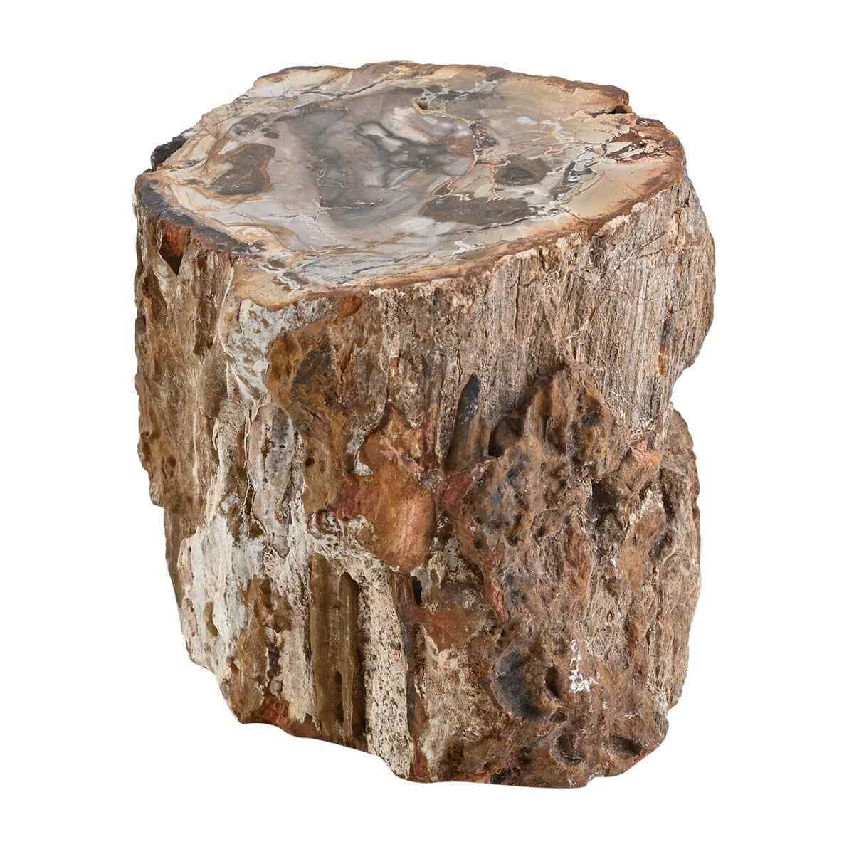 Petrified Wood Branches Home Indoor Outdoor Decoration -S Approx. Ct 5216 Gifts