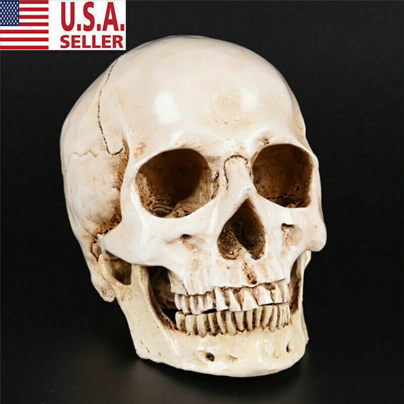 Life Size Resin Human Skull 1:1 Model Anatomical Teaching Skeleton head