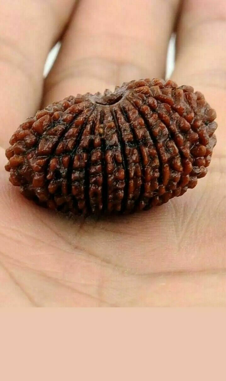 VERY RARE 28 MUKHI NATURAL RUDRAKSHA BEAD ENERGIZED COLLECTOR SIZE A+++ ( LAB CE