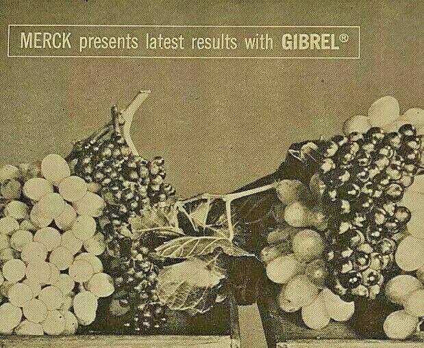 Vintage Print Ad Gibrel Plant Growth Spray Merck & Co. Magazine Ad \'58 Stimulant