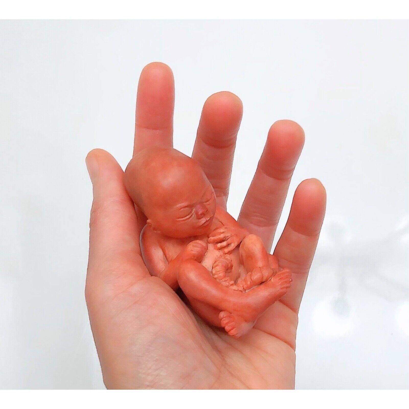 14 Weeks Baby Fetus, Stage of Fetal Development (Memorial/Miscarriage/Keepsake)