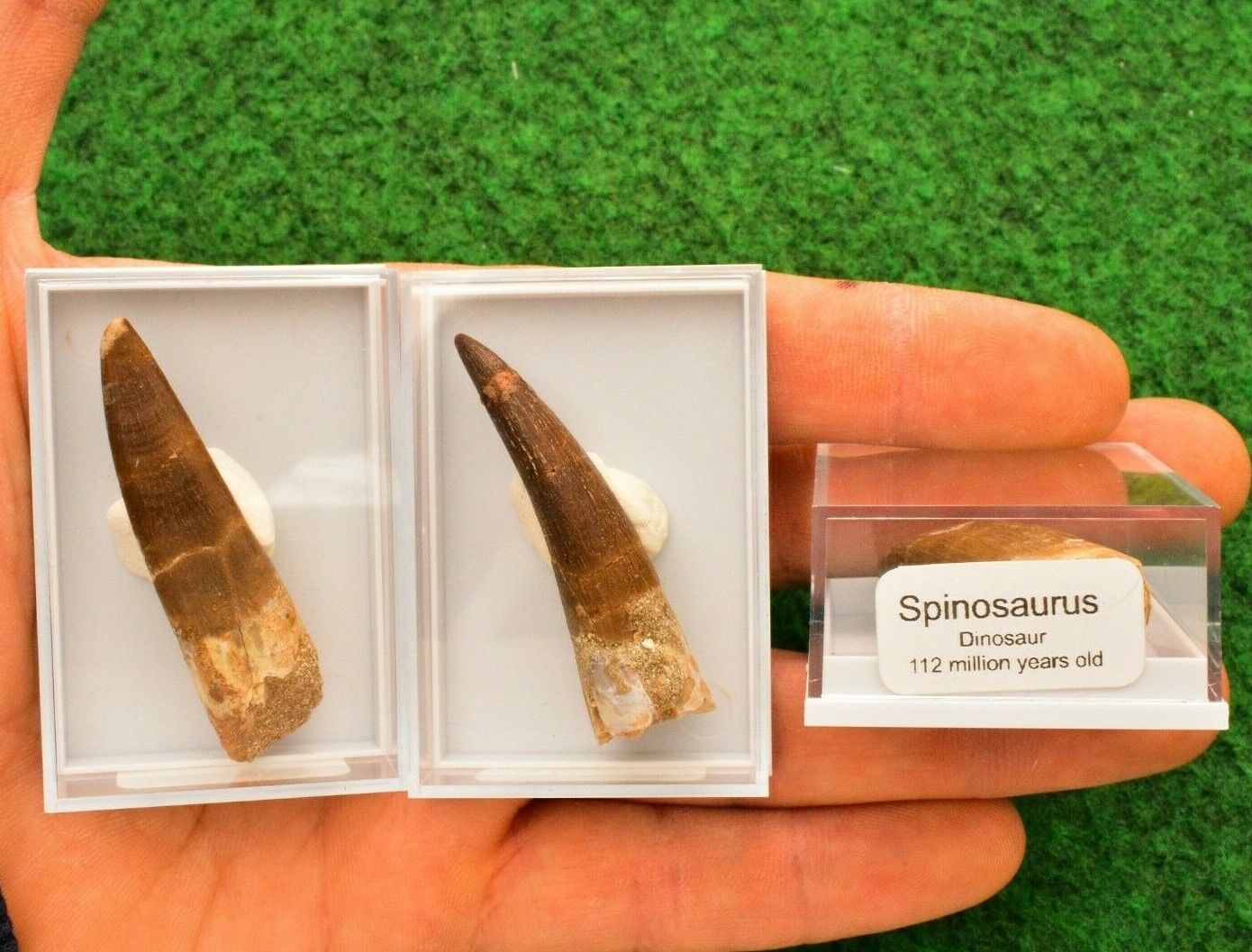 5-6cm Spinosaurus Dinosaur Tooth Teeth Boxed 100% Fossil Morocco Cretaceous #M