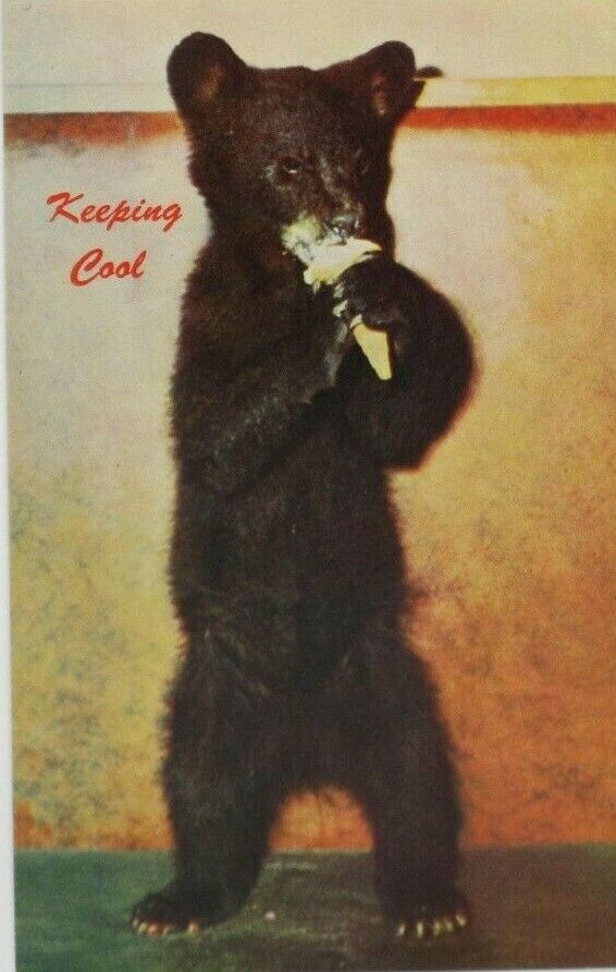 VTG Keeping Cool Black Baby Cub Standing Up Licking Ice Cream Postcard (A101)