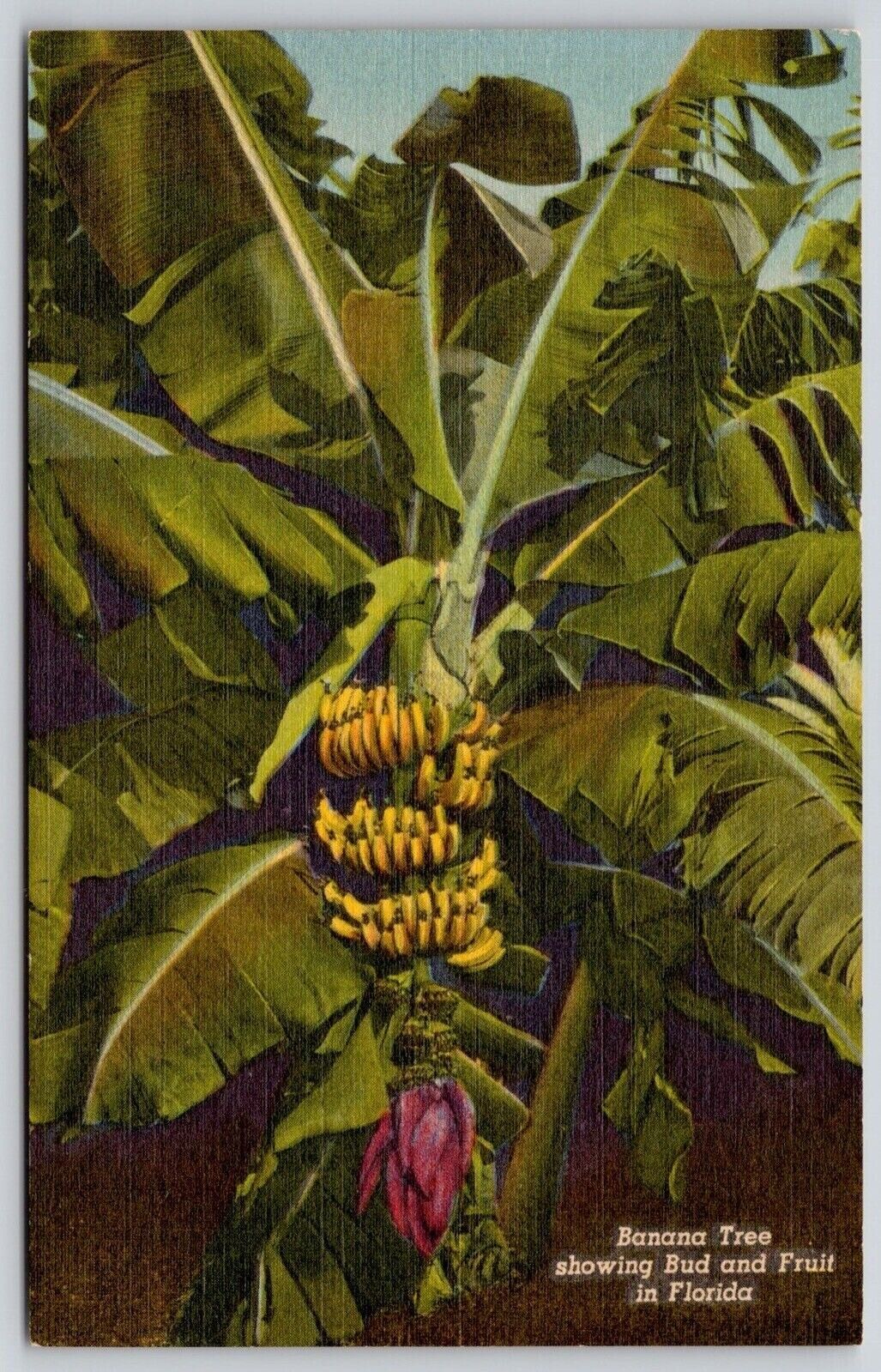 Banana Tree Bud Fruit Florida Tropical Linen Palm Churteich Vintage UNP Postcard
