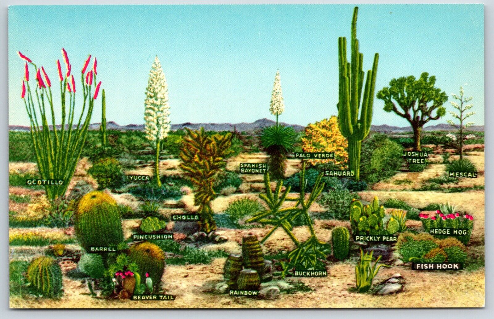 Postcard A Few Varieties Of Desert Vegetation, Unposted