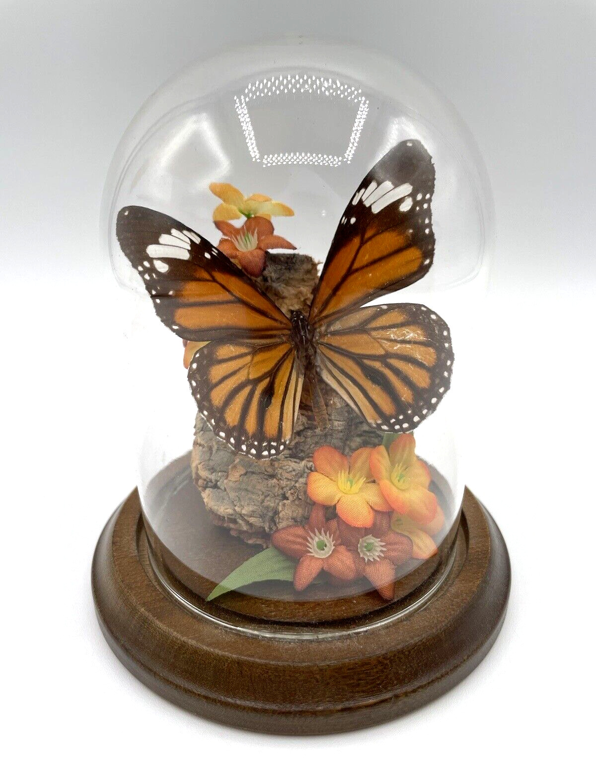 Vintage Monarch Butterfly Cloche Wood Glass Dome Felted Bottom With Description