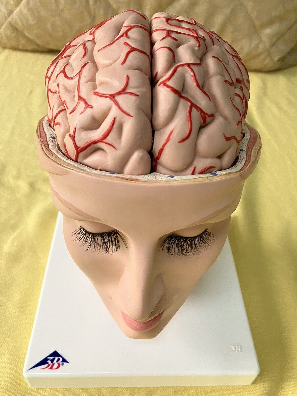 Excellent 3B Scientific Human Brain Model w/ Head and Face, Model C25, 8 pieces.