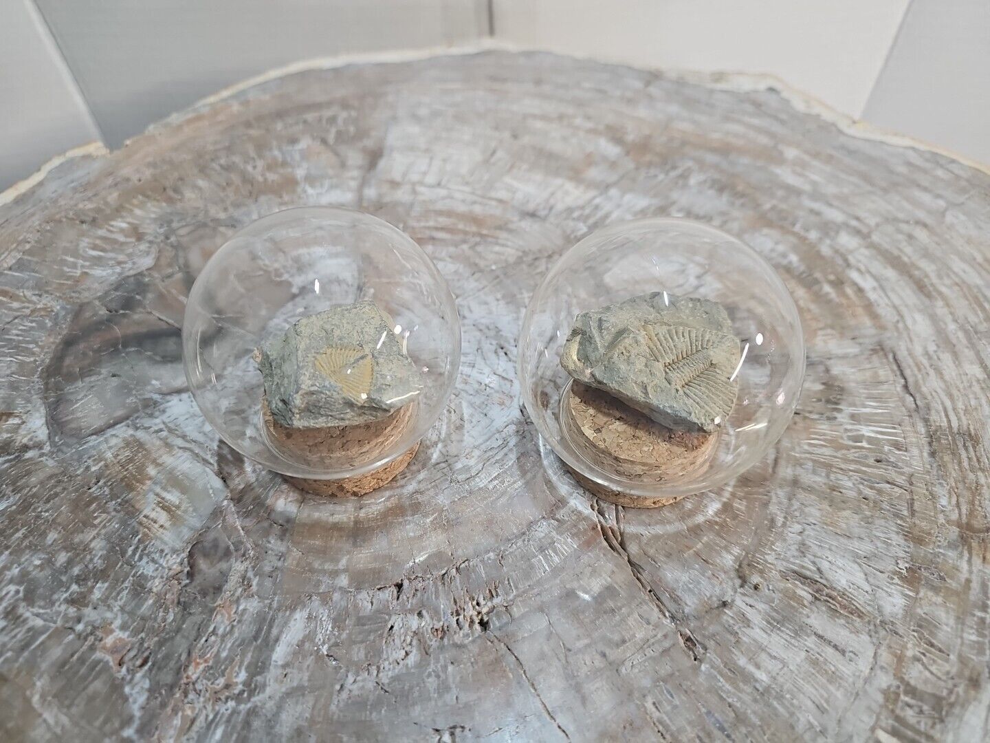 2pcs Crystals rocks fossils minerals In Glass Dome For Show