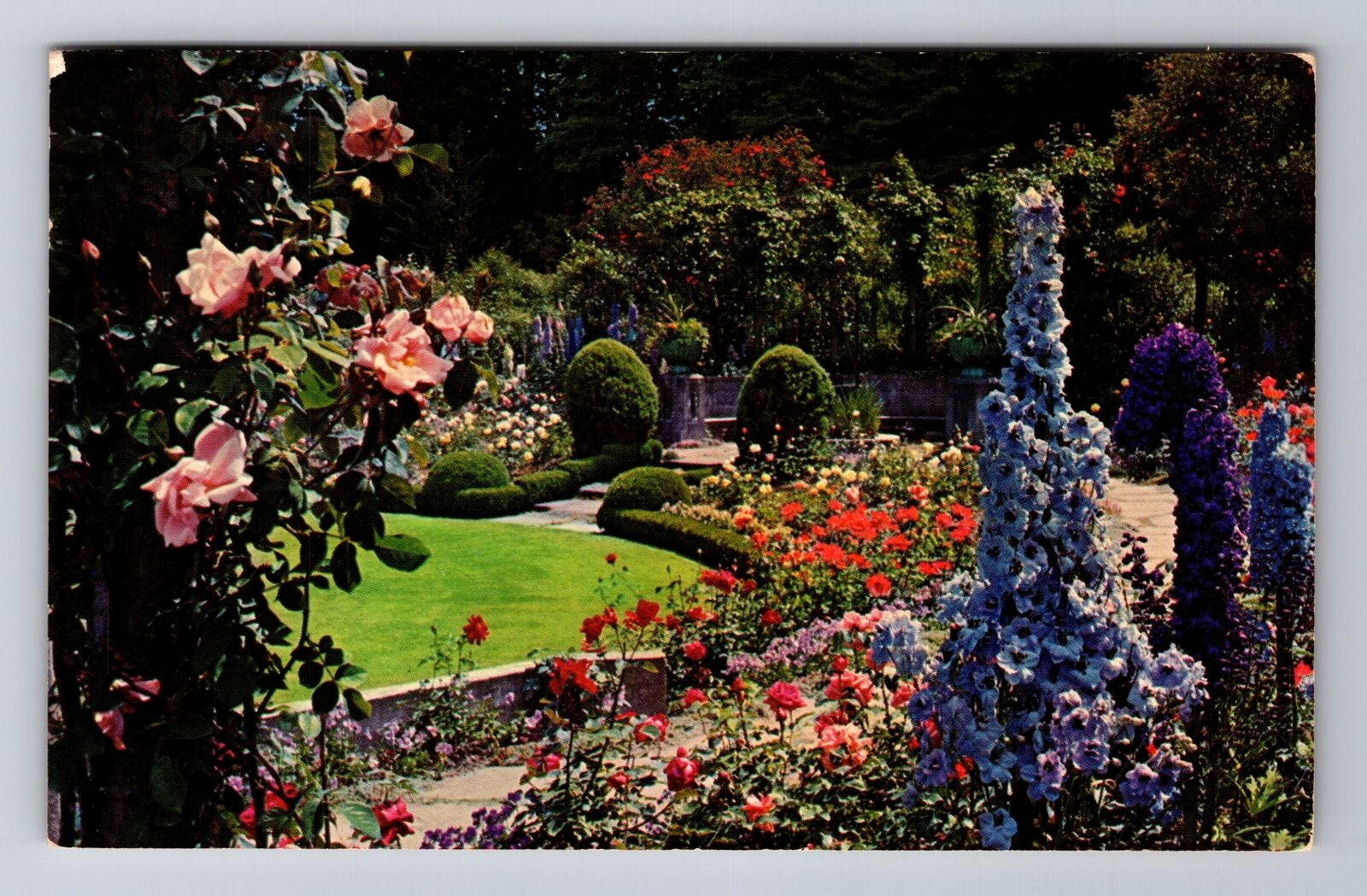 Victoria-British Columbia, Butchart Gardens, Delphiniums, c1967 Vintage Postcard