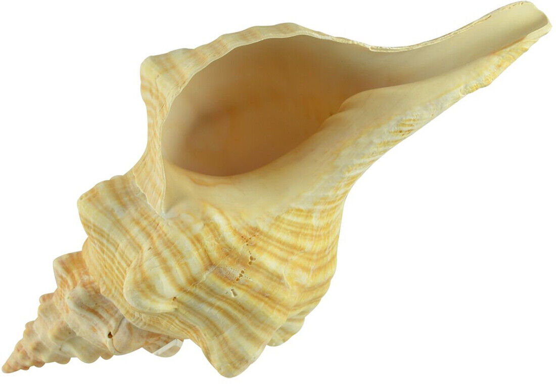 Jumbo Large Horse Conch Decorative Shell Seashell 12-14\
