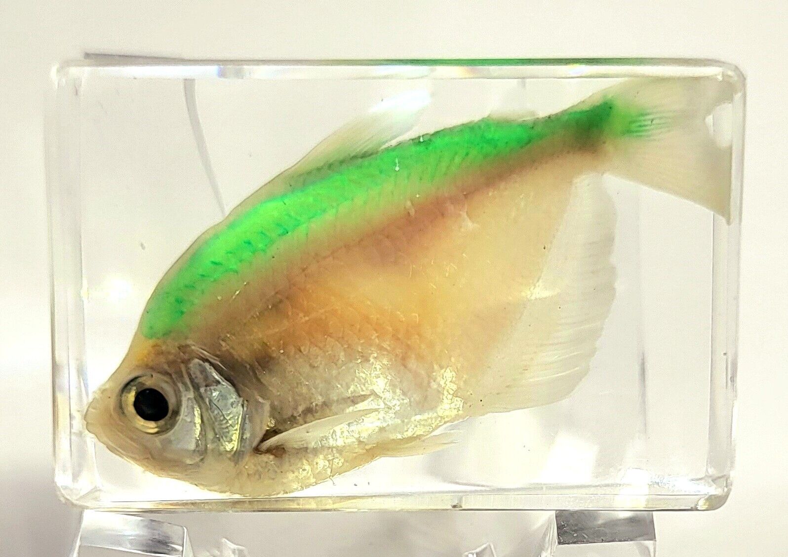 44mm Real Green Back Fish in Crystal Clear Lucite Science Education Specimen