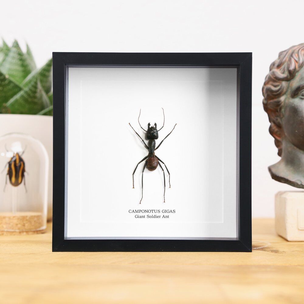 Giant Soldier Ant Bug Insect - Handcrafted Entomology Taxidermy Frame